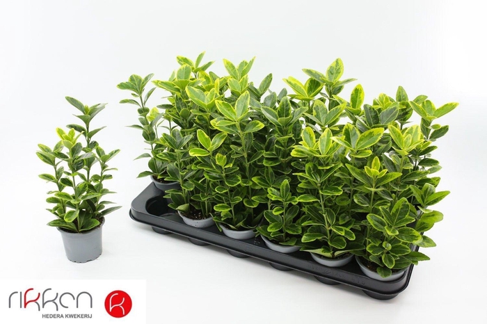 <h4>EUONYMUS JA AUREOMAR</h4>