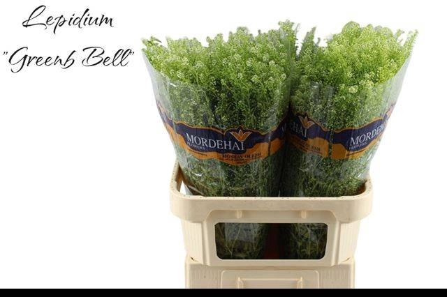 <h4>LEP RU GREEN BELL</h4>