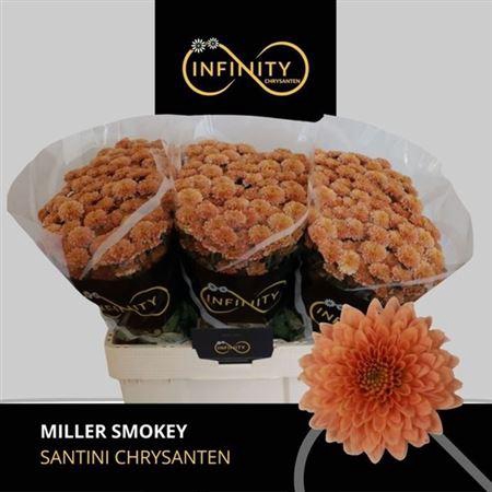 <h4>Chr S Miller Smokey ''new''</h4>