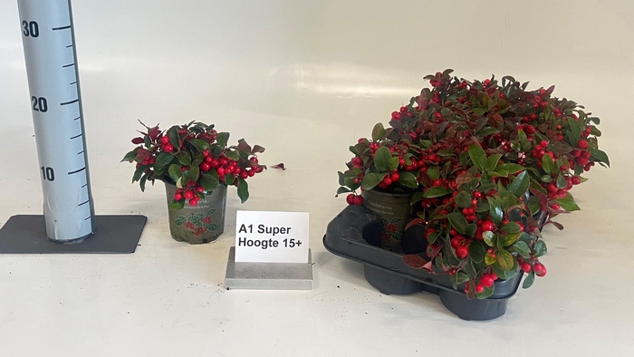 <h4>GAULTH PR BIG BERRY</h4>