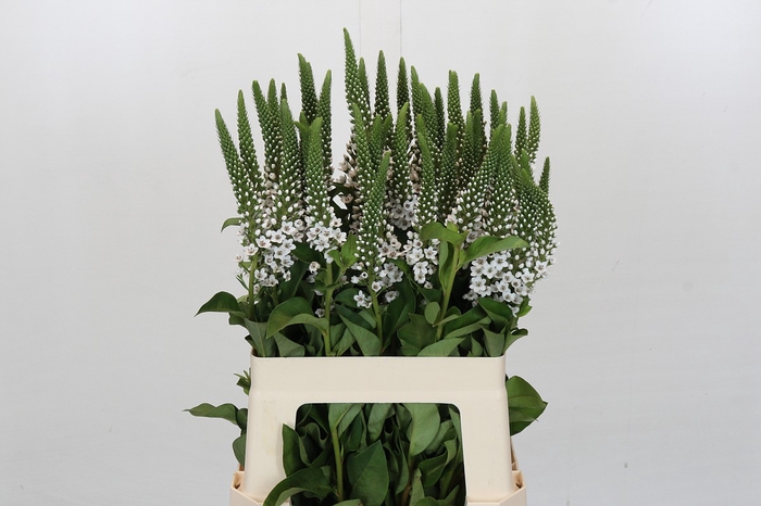 <h4>Lysimachia Moonlight</h4>