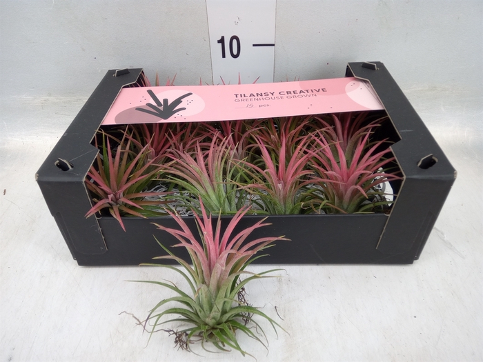 <h4>Tillandsia ionantha</h4>