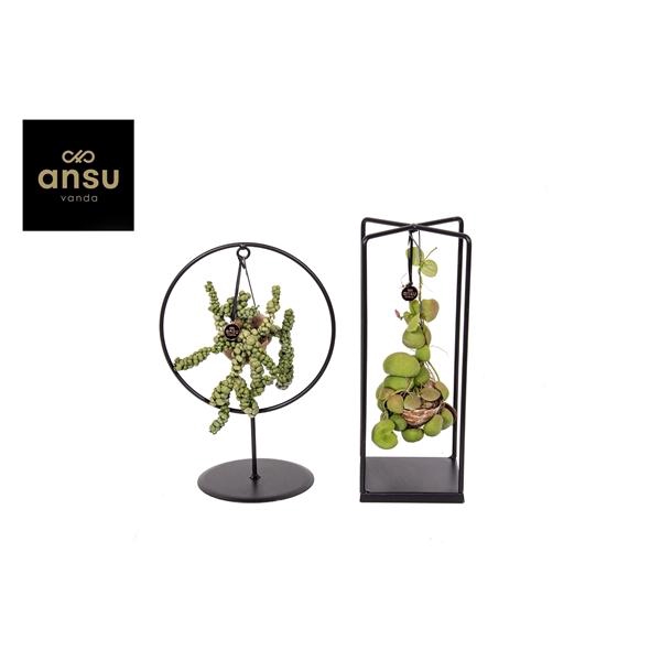 <h4>Dischidia Shelly Cube/Ring mix (Medium) EURODOOS</h4>