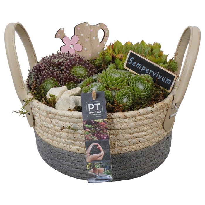 <h4>Arr.  Sempervivum L%</h4>