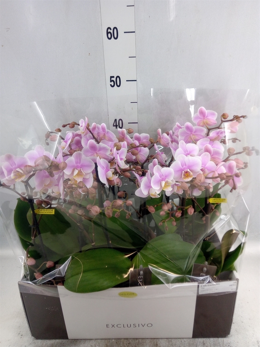 Phalaenopsis multi.   ...rose