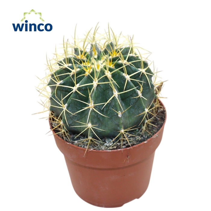 <h4>FEROCACTUS GLAUCES</h4>