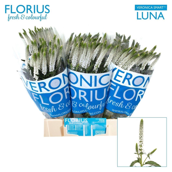 Veron Smart Luna Wit