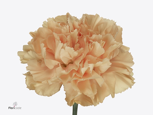 <h4>Di St Caroline Gold</h4>