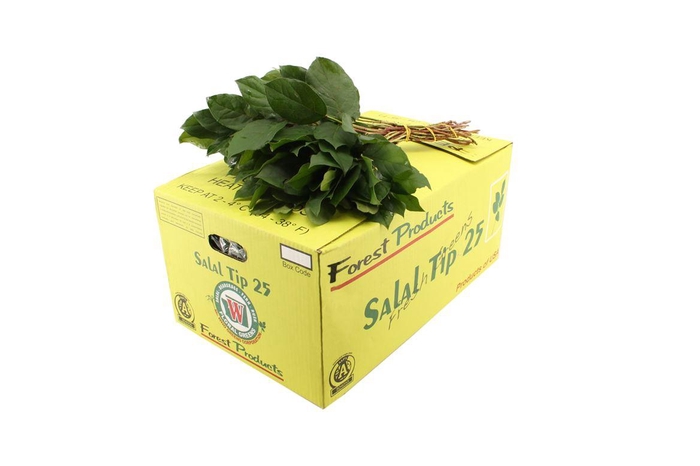 <h4>Salal Tips Box WBE</h4>