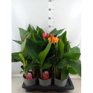 Canna  'Cannova'   ...mix