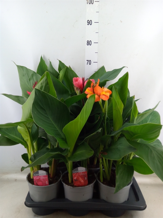 <h4>Canna  'Cannova'   ...mix</h4>