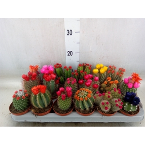 Cactus   ...decorated