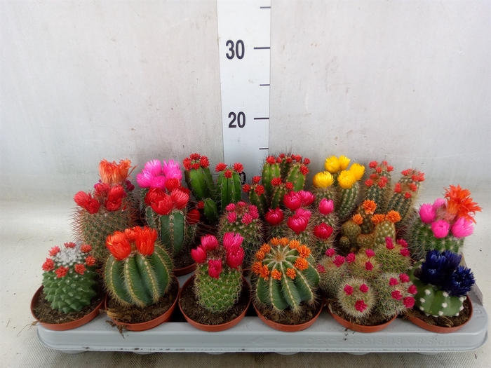 <h4>Cactus   ...decorated</h4>