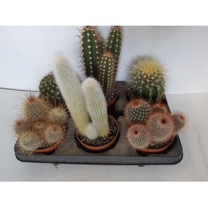 CACTUS GEM