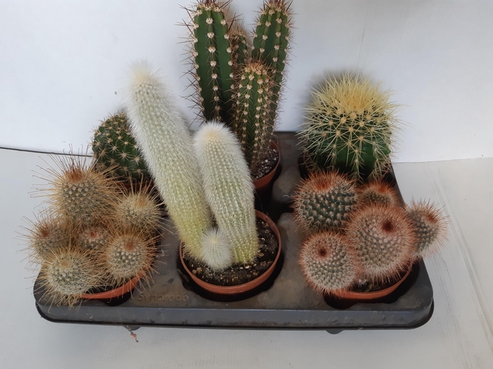 <h4>CACTUS GEM</h4>