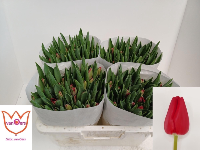 <h4>TU EN ILE DE FRANCE</h4>