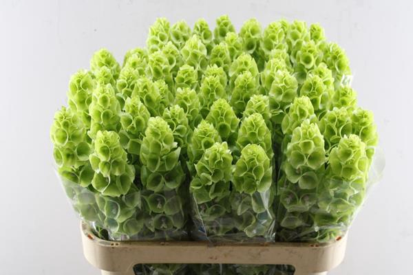 <h4>Moluccella L 80</h4>