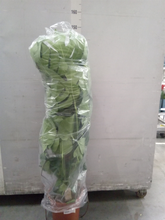 <h4>Monstera delic.</h4>