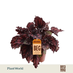 Begonia Magic Colours Etna