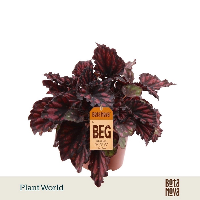 <h4>Begonia Magic Colours Etna</h4>