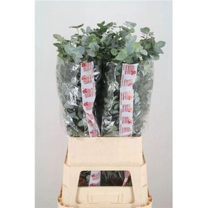 Euca Cinerea Super P Stem 100 Cm