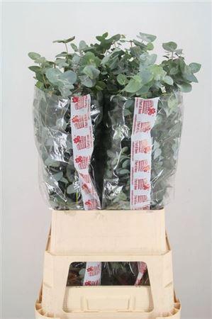 <h4>Euca Cinerea Super P Stem 100 Cm</h4>