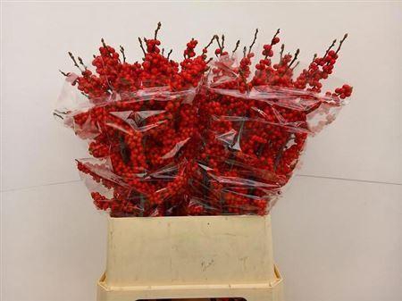 <h4>Ilex Bes Brit Buys</h4>