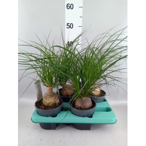 Beaucarnea recurvata