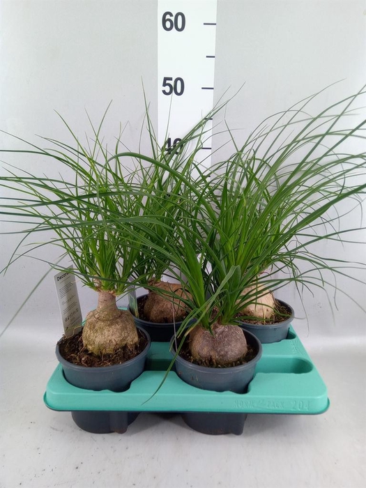 <h4>Beaucarnea recurvata</h4>