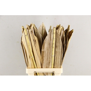 DF Leaf Banana Bamboo Rib 78cm