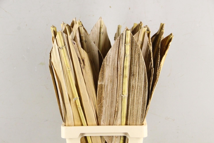 <h4>DF Leaf Banana Bamboo Rib 78cm</h4>