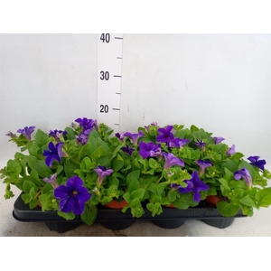Petunia  'Famous Blue'