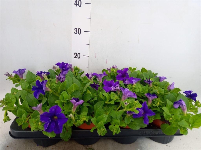 <h4>Petunia  'Famous Blue'</h4>