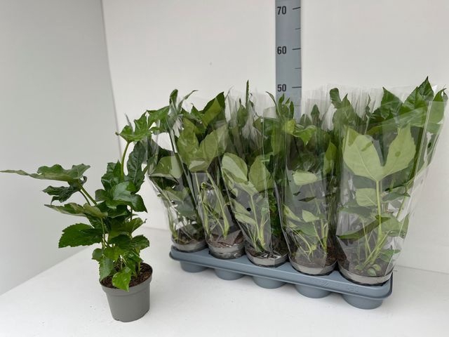 <h4>FATSIA JAPONICA P12</h4>