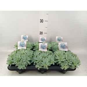Echeveria elegans