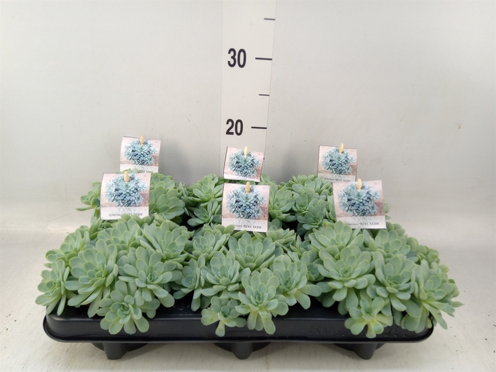 <h4>Echeveria elegans</h4>
