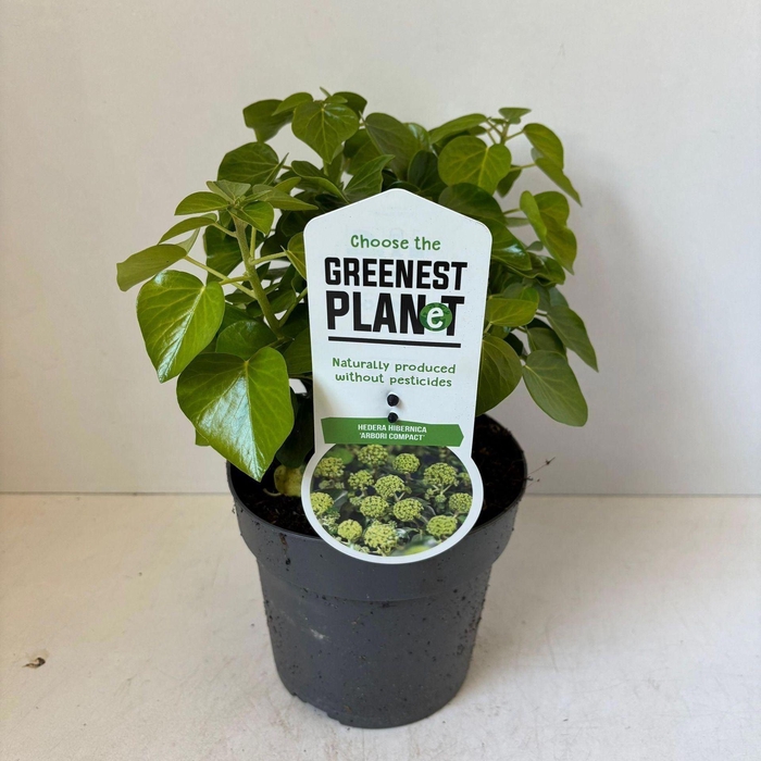 <h4>Hedera hibernica Arbori Compact</h4>