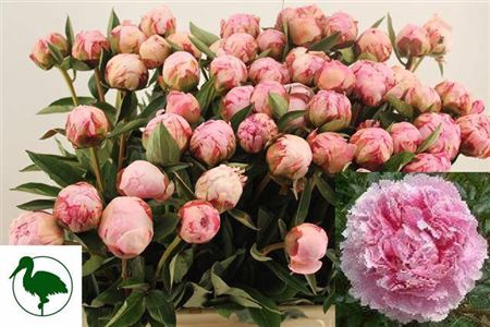 <h4>Paeo L Sarah Bernhardt</h4>
