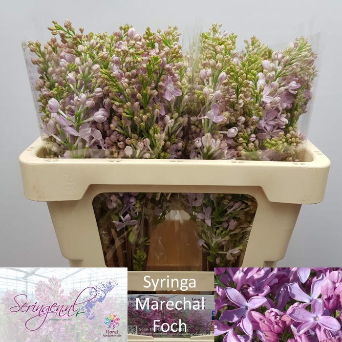 <h4>SYR V MARECHAL FOCH</h4>