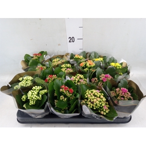 Kalanchoe blos. 'RoyalDon'   ..mix