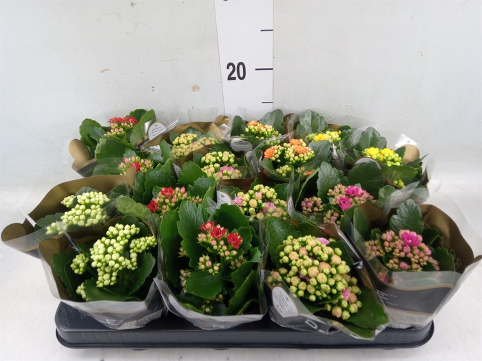 <h4>Kalanchoe blos. 'RoyalDon'   ..mix</h4>