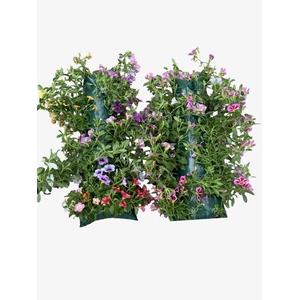 HANGING BASKETS
