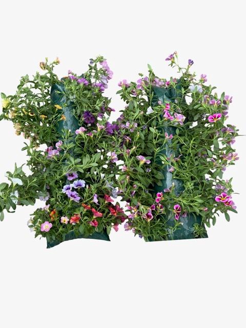 <h4>HANGING BASKETS</h4>