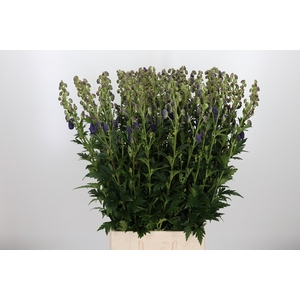 Aconitum Arendsii