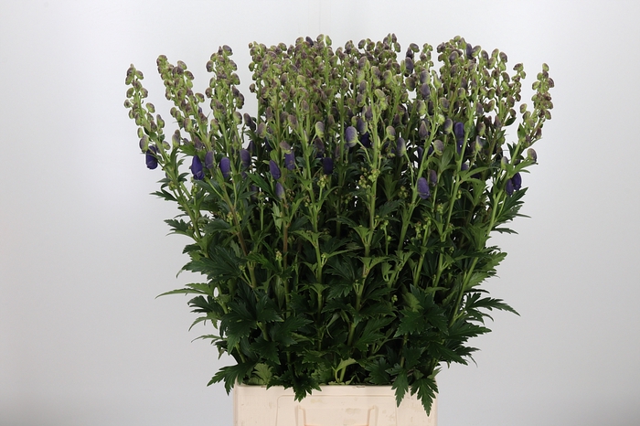 <h4>Aconitum Arendsii</h4>