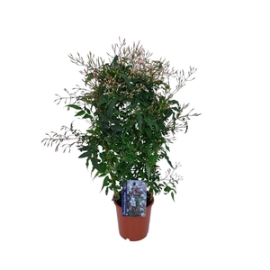 Jasminum polyanthum