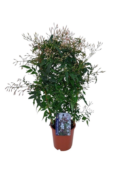 <h4>Jasminum polyanthum</h4>
