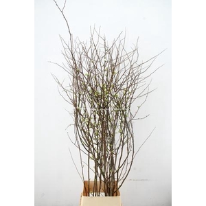 CHAENOMELES 'IVOOR' 140CM