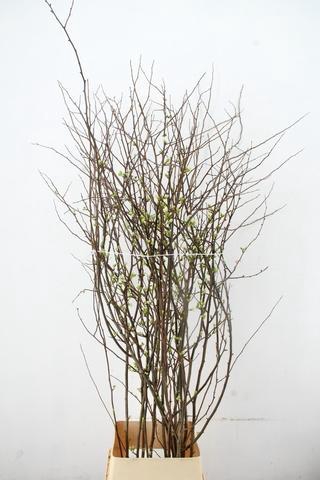 <h4>CHAENOMELES 'IVOOR 140CM'</h4>