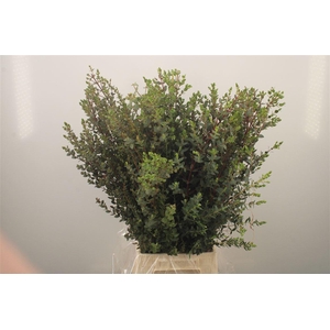 Euc Domenicha Per Bunch 200 Gram